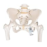 3B Scientific A62 Modelo Anatómico Humano - Esqueleto de la Pelvis, Femenino, con Cabezas de Fémur Móviles + App de anatomía gratuita - 3B Smart Anatomy