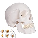 RONTEN modelo de cráneo humano, réplica de tamaño real de anatomía médica anatómica para adultos con tapa de calavera extraíble y mandíbula articulada, 7,2 x 4,2 x 4,95 pulgadas