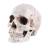 ohfruit Modelo de calavera 1:1 Réplica realista humano adulto cráneo cabeza extraíble mandíbula educativa modelo de cráneo humano gris