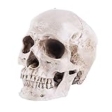 VOANZO Extraíble Retro Cráneo Humano Réplica Resina Modelo Anatómico Médico Realista 1:1