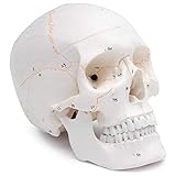 Cranstein A-211 - Cráneo anatómico (3 piezas, numerado, color hueso)