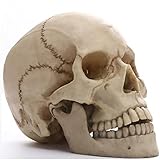 Modelo de cráneo, réplica de cráneo Humano, artesanía de cráneo de Resina, cráneo Humano Dividido, cráneo para enseñanza de Ciencias, s