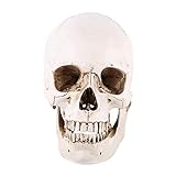 Modelo de cráneo, 1 pieza de resina blanca, cráneo humano, modelo de dibujo de tamaño natural, réplica de dibujo, adorno de fiesta