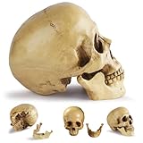 Calaveras, cráneo humano, decoración de cráneo de tamaño real de la vida realista, cabezal de esqueleto de Halloween de resina para decoración de la oficina en el hogar, esqueleto de Halloween