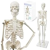 Modelo de esqueleto humano de 45 cm de altura para anatomía, cuerpo completo con brazos móviles, estructuras de huesos de las piernas, nervios de la columna vertebral entera del modelo esquelético