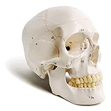 Modelo clásico de cráneo humano numerado, 9 pulgadas de alto, calidad médica - 3 piezas - Pintado con costuras, 54 piezas etiquetadas, numeradas, muestra los principales foramas, fosa y canales