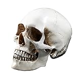 Holibanna Cráneo Humano Modelo Tamaño Real Esqueleto Humen Anatómico Enseñanza Cabeza Hueso Anatomía Adultos Modelo Halloween Casa Embrujada Decoración