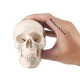Modelo de cráneo pequeño tamaño de anatomía humana modelo de cráneo con mandíbula móvil y mandíbula articulada para dibujar cranio educación médica, decoración, estudiante de arte boceto