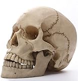 Cráneo Humano Modelo Estatua para Anatomía Tamaño Natural Réplica de Cráneo Humano 1: 1 Resina Rastreo Anatómico Médico Enseñando Esqueleto Decoración de Halloween Regalo