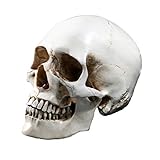 Holibanna - 1 unidad modelo de calavera humana, tamaño real, esqueleto humano, enseñanza anatómica, cabeza de hueso de Halloween, casa