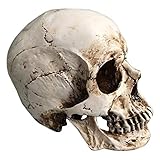 Modelo De AnatomíA De EnseñAnza, 10 Modelo de tamaño natural Réplica de cráneo humano - Resina humana Cráneo Músculo Esqueleto Anatomía Arte óseo - for pintar herramienta de aprendizaje de enseñanza m
