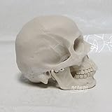 Earlywish Artes Cráneo Humano Replica Resina Modelo Médico Realista Dibujo Anatomía Nuevo 1: 2