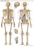 Lámina Huesos y Músculos 7: Huesos Cuerpo Humano