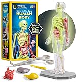NATIONAL GEOGRAPHIC Modelo de cuerpo humano para niños que brilla en la oscuridad, modelo de anatomía interactiva de 32 piezas con huesos, órganos, músculos, soporte, pinzas y tabla de identificación,