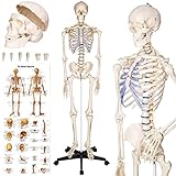 tectake® Esqueleto Humano Modelo Anatómico Tamaño Real, Cuerpo Humano, Fines Didácticos, Incluye Póster, Cráneo con Apertura Fácil, Extremidades Desmontables, Articulaciones Móviles, Alta Calidad