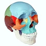 Cranstein A-216 Modelo osteopático del cráneo humano de 22 piezas, versión didáctica (cráneo modelo)