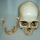 MagiDeal Modelo Cráneo Esqueleto Humano Anatómico Médico Educativo de Resina